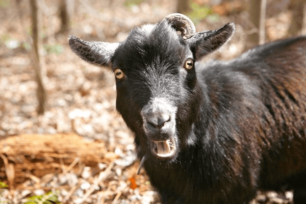 a black goat
