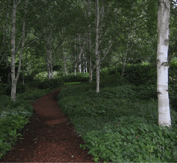 a path through a forest with trees and bushes