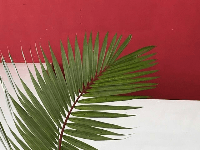 a palm leaf on a white table against a red wall