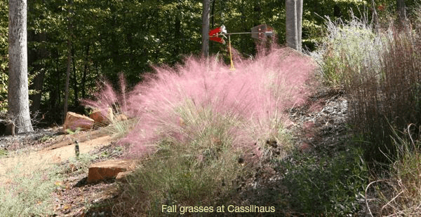 a bush with pink flowers on a hillside
